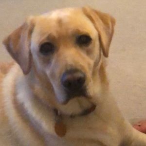 Meet your Posher, Dawn